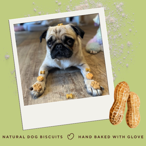 Pug dog with paw prints and natural dog biscuits on a green background